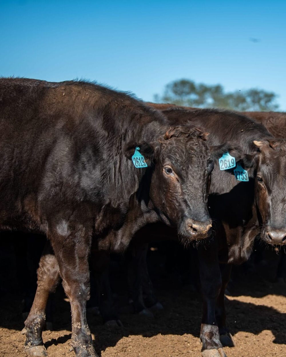 Young Wagyu cattle in a yard, looking at the camera