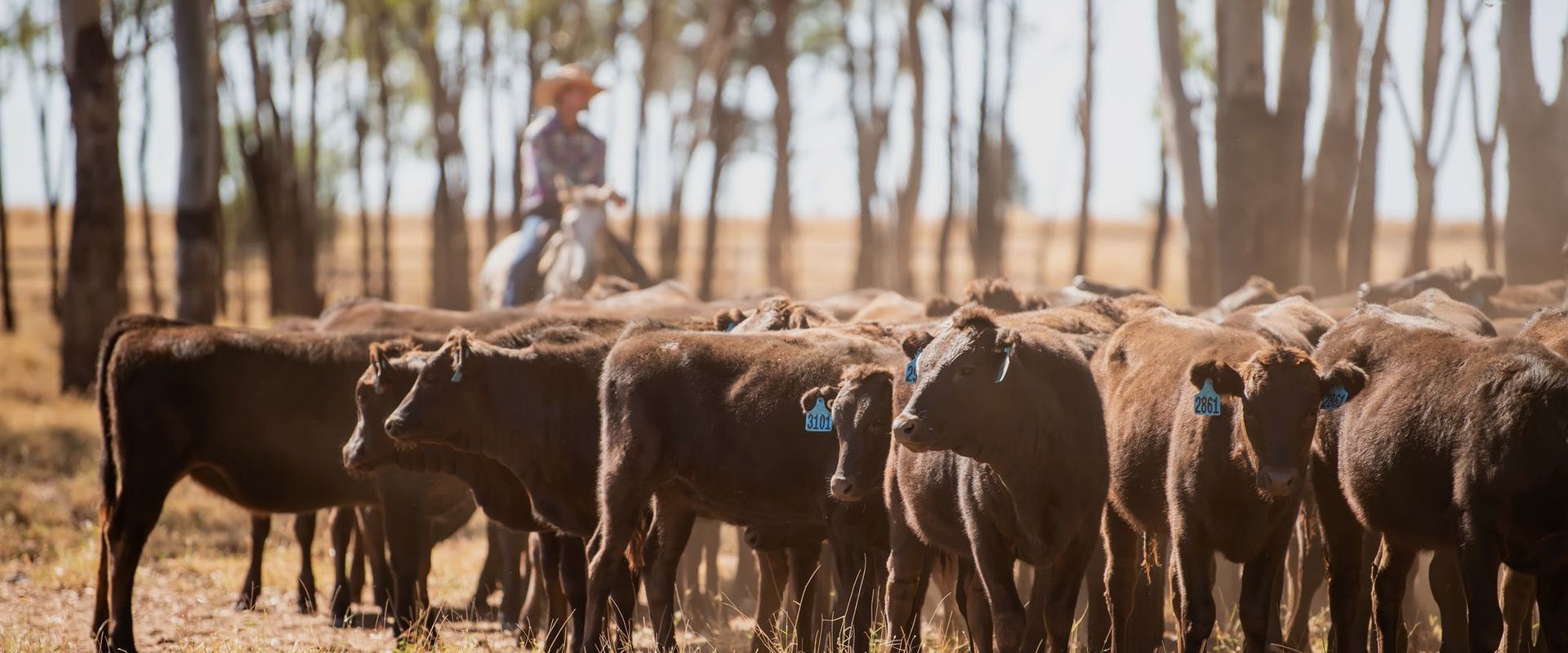 A mob of young Wagyu cattle moving through timber, with a rider behind them